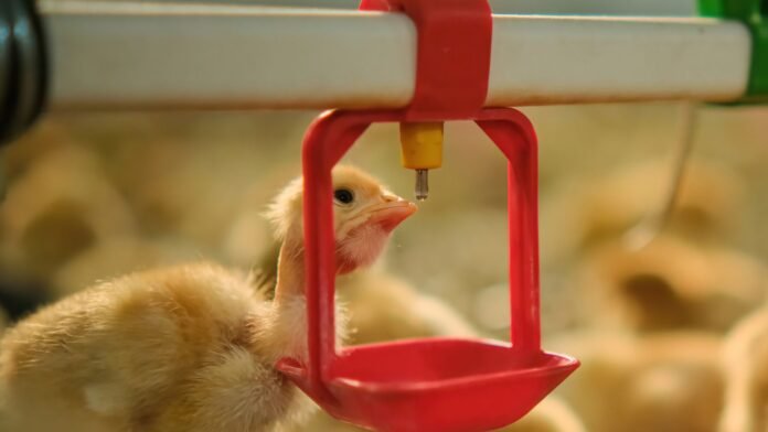 Carne de frango reage após dois meses de queda