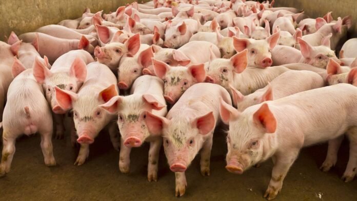 Carne suína cai mais de 20% no Paraná