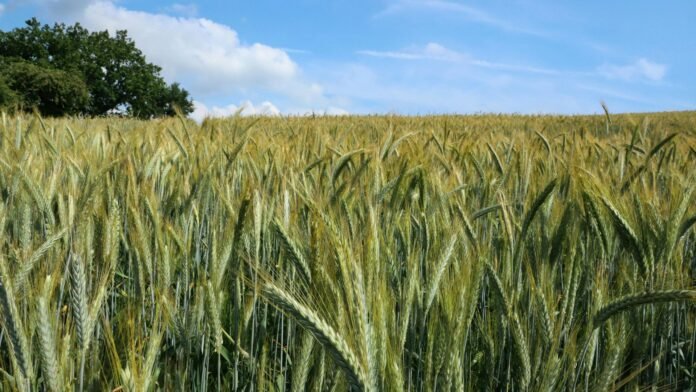 Cevada cresce 23% no Paraná, mas umidade ameaça produtividade