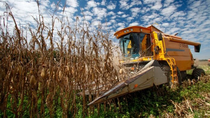 Conab compra 191 mil toneladas de milho antes do El Niño