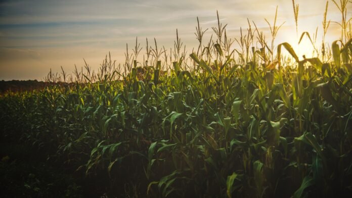 CPR chega a R$ 600,3 bilhões no agronegócio