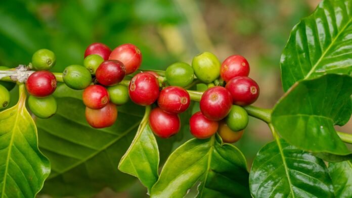 Chuva favorece florada e próxima safra de café