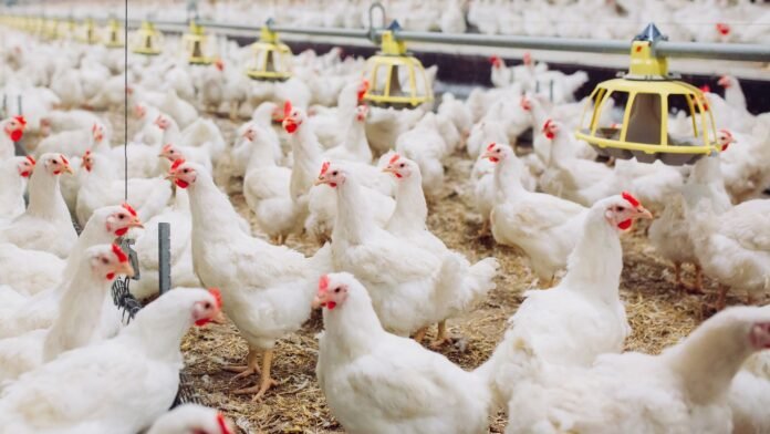 Frango cai no Paraná enquanto milho e farelo sobem
