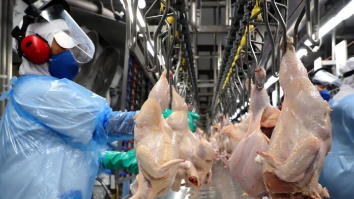 Paraná pode retomar exportações de frango para a União Europeia