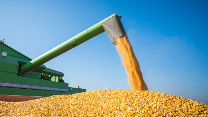 Milho passa de 95% colhido no Paraná e plantio chega a 43%