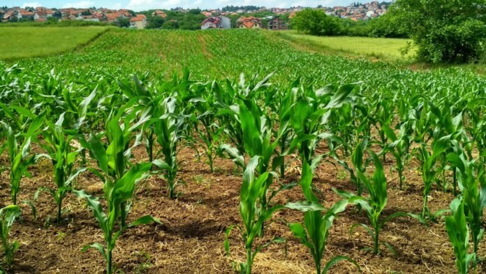 Chuva trava plantio no Paraná; milho chega a 43%