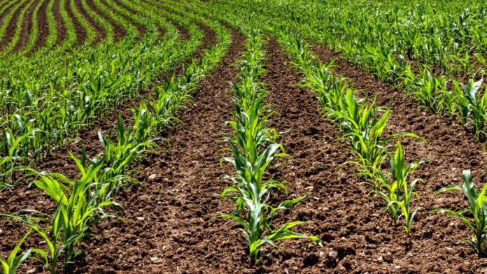 Plantio do milho chega a 18% da área no Paraná