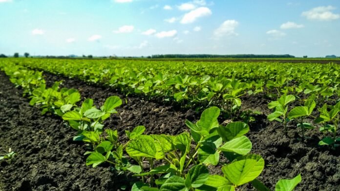 Soja sobe 5,9% no Paraná e atinge maior preço desde 2024
