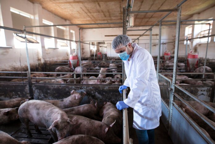 Suíno é vendido abaixo do custo no Paraná em julho