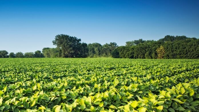 Paraná amplia florestas e soja avança sobre pastagens