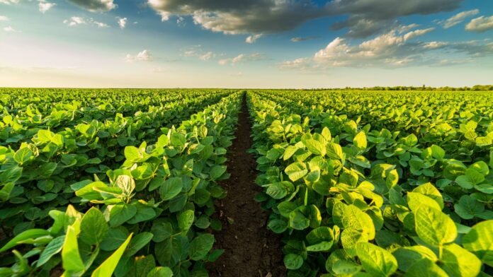 Agro supera R$ 1,4 trilhão com soja, milho e frango em destaque